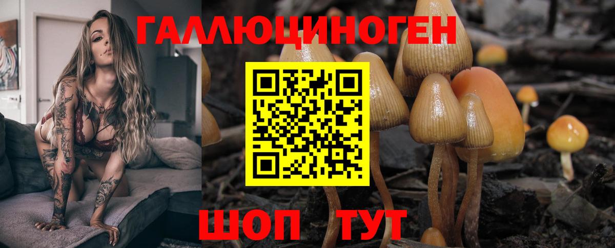Галлюциногенные грибы Psilocybe  Вход с VPN  Лиски 